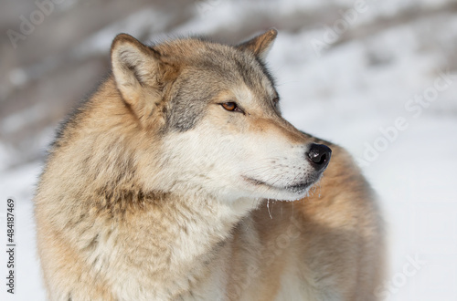 Tundra Wolf (Canis lupus albus) closeup in the winter snow with the mountains in the background