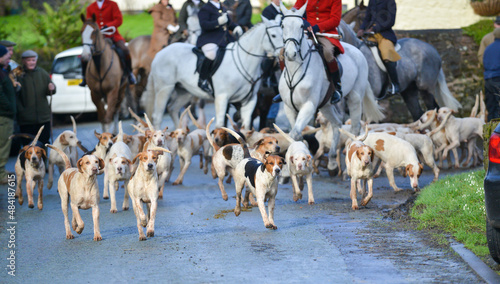 Cuadro en lienzo Pack of hounds and huntsmen prepare for a days fox hunting in the English countryside on a spring day