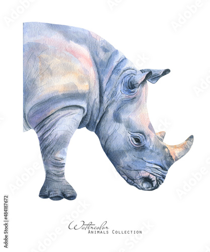 Rhino portrait. Watercolor rhinoceros. African animals illustration