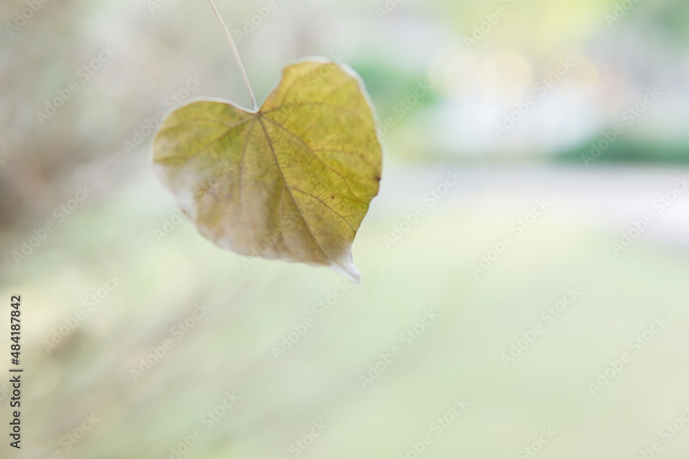 dry leaf heart shape in hand. dry leaf heart shape in hand.
