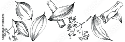 Cinnamon vector isolated plant with leaves. Herbal engraved style illustration. Detailed organic product sketch.The best for design logo, menu, label, icon, stamp.