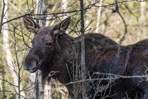 A close-up of a moose living in the wild in Polish forests, a male moose without antlers