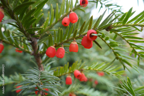 Closeup of red berries of taxus baccata in November
