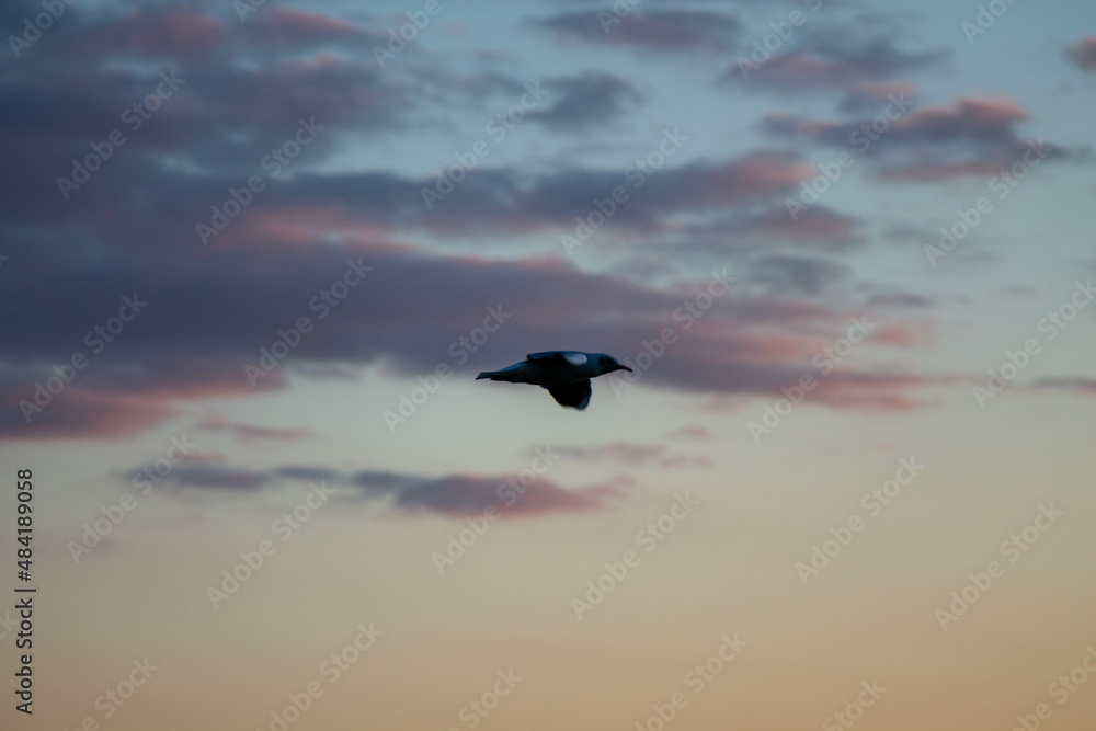 Fototapeta premium Birds in the sky at sunset