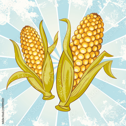 Corn Crop Maize Ears Vector Drawing Vintage Style Isolated On Sunbeam Background