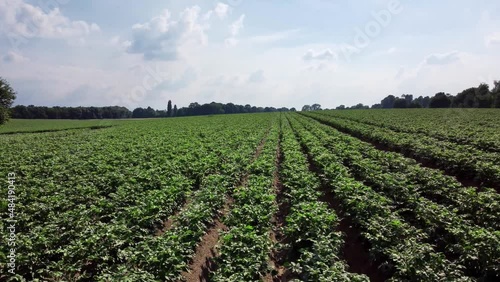 Panoramic aerial dron view of agricultural fields with potatoes. Rural landscape, agriculture or harvest concept. FHD footage
