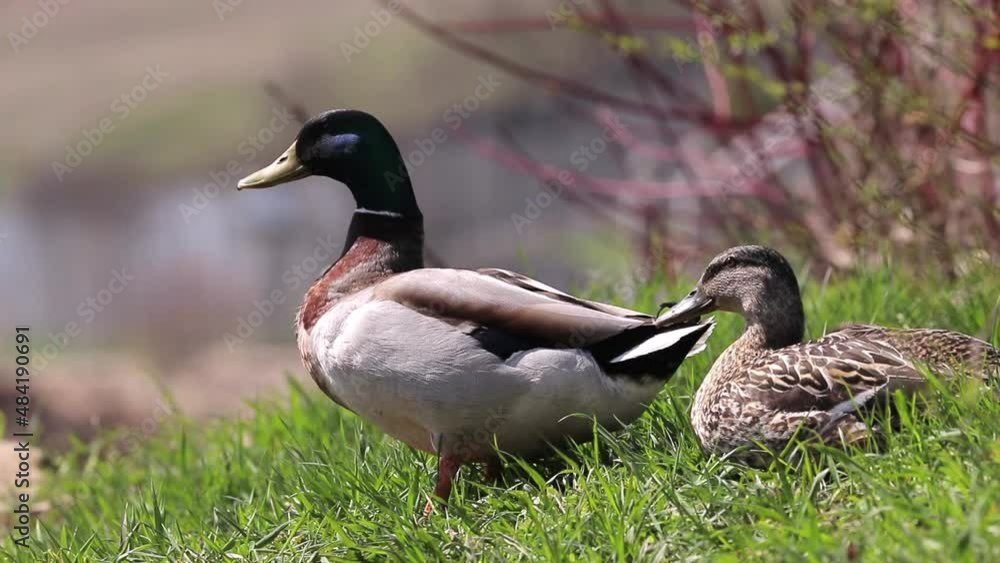 Two ducks sits on green grass and basks on a sunny spring day in national park Two ducks sits on green grass and basks on a sunny spring day in national park