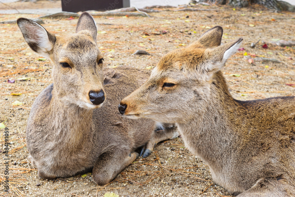 奈良公園の鹿
Deer in Nara Park,Japan