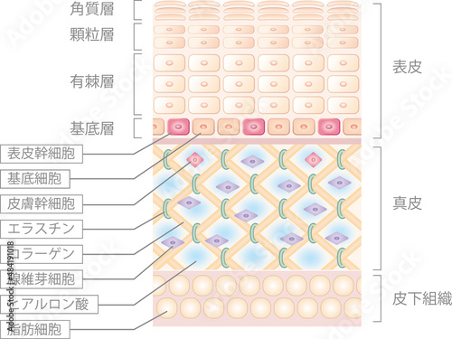 肌の構造図。肌の構造のイラスト。詳細な説明付。