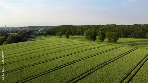 Panoramic aerial dron view of agricultural fields and green meadows. Rural landscape, agriculture or harvest concept. FHD footage