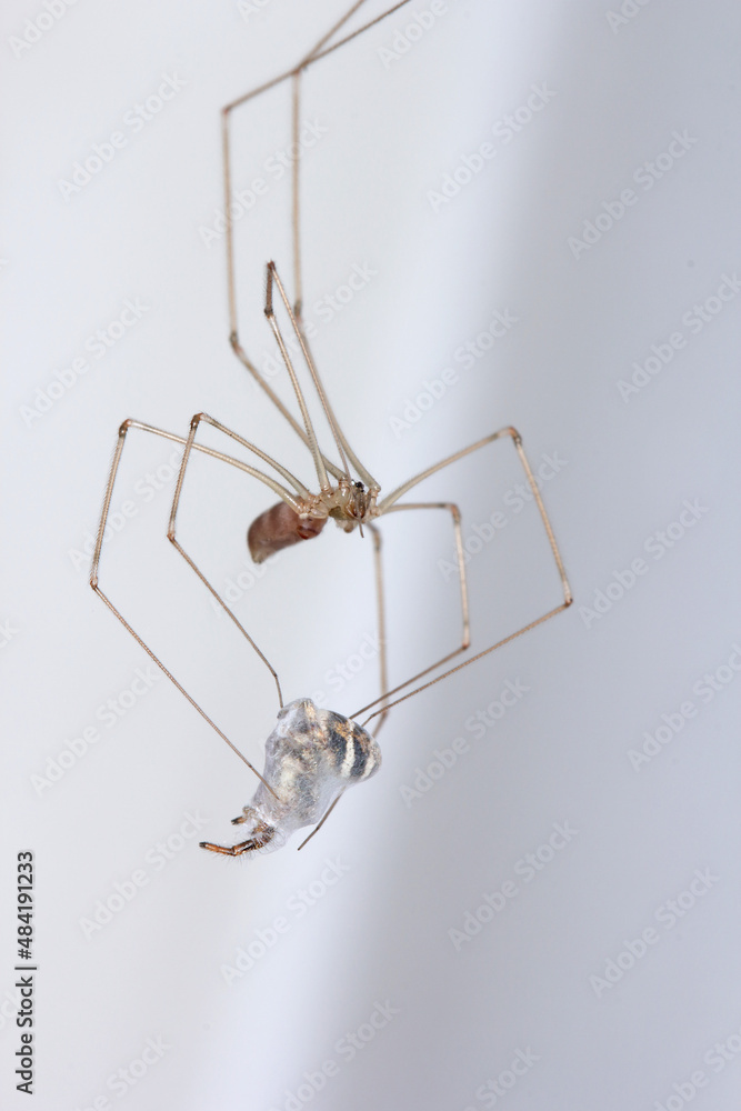 Pholcus phalangioides, commonly known as daddy longlegs spider or long