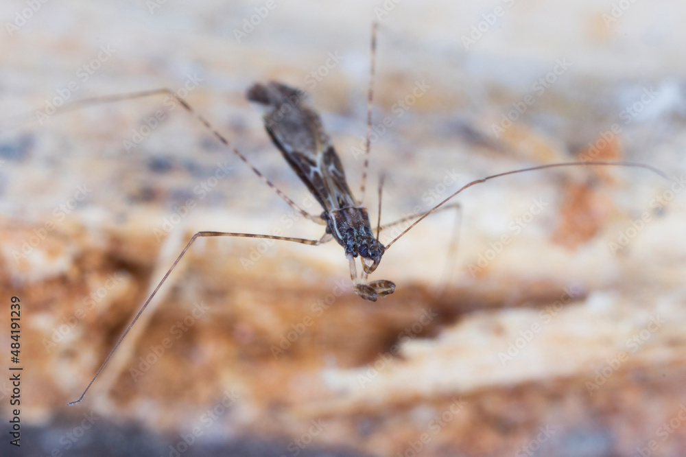 Common thread-legged assassin bug Empicoris culiciformis. Common thread-legged assassin bug Empicoris culiciformis.