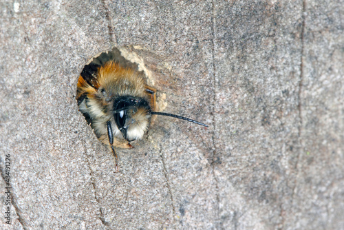 Wild bee Osmia bicornis (Osmia rufa) is a species of mason bee, and is known as the red mason bee.  photo
