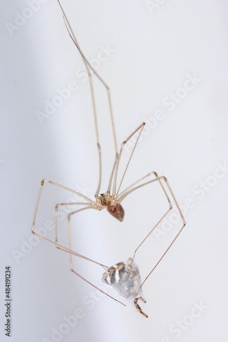 Pholcus phalangioides, commonly known as daddy long-legs spider or long-bodied cellar spider at home. With a hunted other spider - jumping spider or the Salticidae. It's a common house spider.