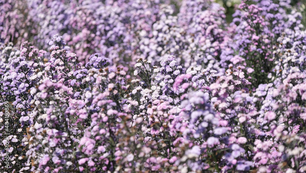 Gypsophila flowers, Purple flower field background, Soft focus, partial focus