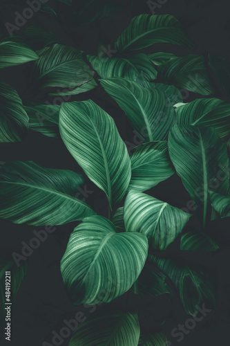 abstract green leaf texture, nature background, tropical leaf
 #484192211