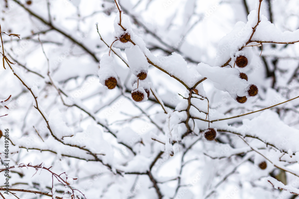 Close-up of a snow-covered branch with a dry leaf against the background of snowdrifts in the forest