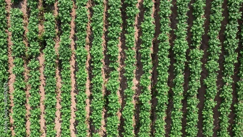 Panoramic aerial dron view of agricultural fields with potatoes. Rural landscape, agriculture or harvest concept. FHD footage