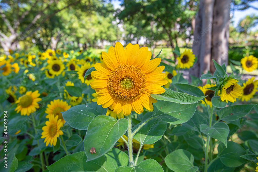 Fototapeta premium Closeup beautiful Sunflower in garden in morning