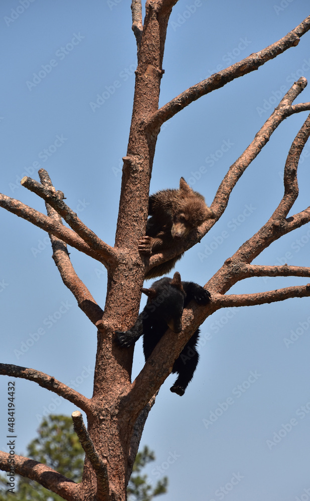 Two Black Bear Cubs Climbing Down a Tree Two Black Bear Cubs Climbing Down a Tree