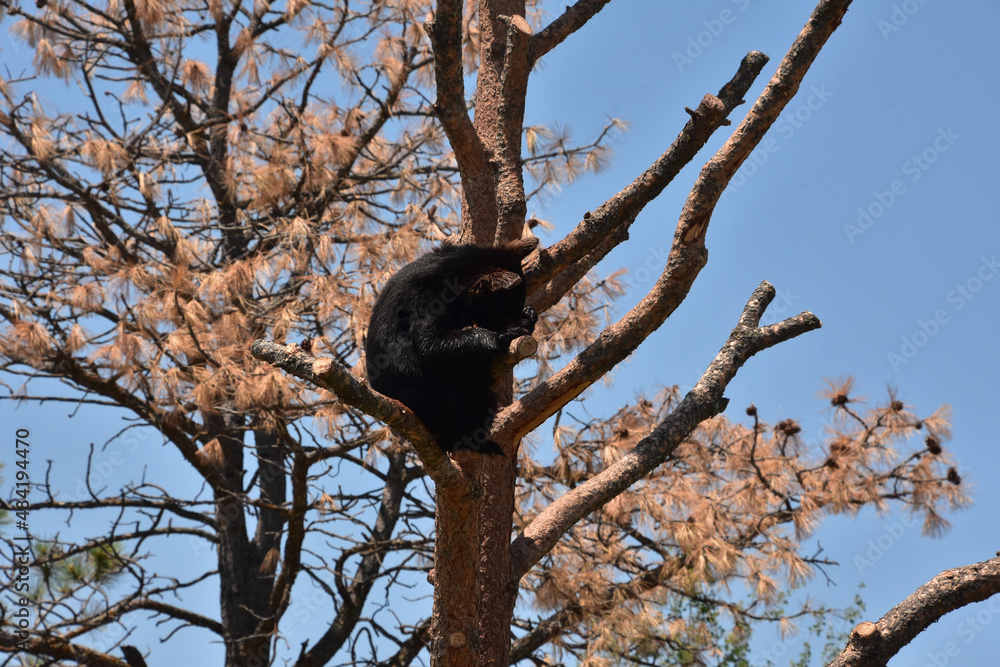 Black Bear Cub Sitting in a Dead Pine Tree Black Bear Cub Sitting in a Dead Pine Tree