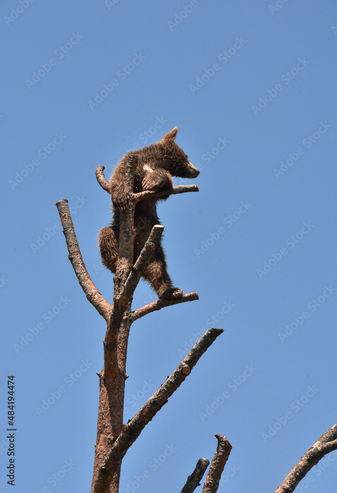 Brown Black Bear Cub Standing on a Tree