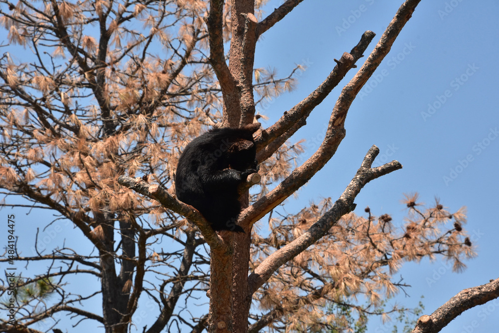 Bear Cub Sitting in a Dead Pine Tree Bear Cub Sitting in a Dead Pine Tree