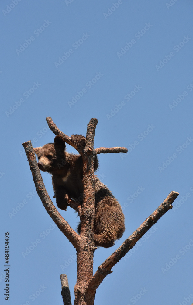Black Bear Cub Climbing in a Tree