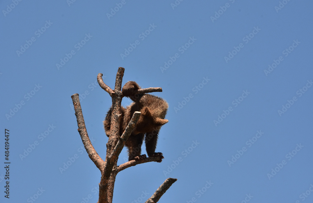 Baby Brown Black Bear Cub in a Tree Top Baby Brown Black Bear Cub in a Tree Top