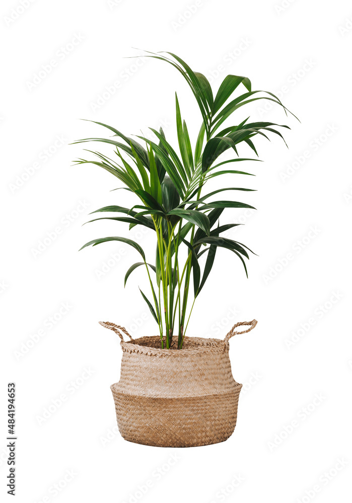 Kentia or Howea. Home plant palm howea forsteriana tree in seagrass wicker basket isolated on white background. Pandemic hobbies and urban gardening - obrazy, fototapety, plakaty 