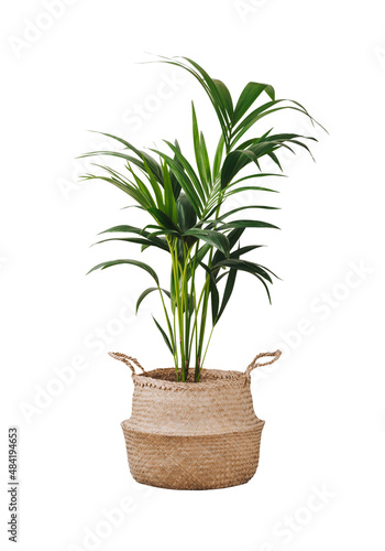 Kentia or Howea. Home plant palm howea forsteriana tree in seagrass wicker basket isolated on white background. Pandemic hobbies and urban gardening