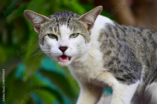 Wallpaper Mural Cat in the Green Grass in Summer. Beautiful gray Cat Torontodigital.ca