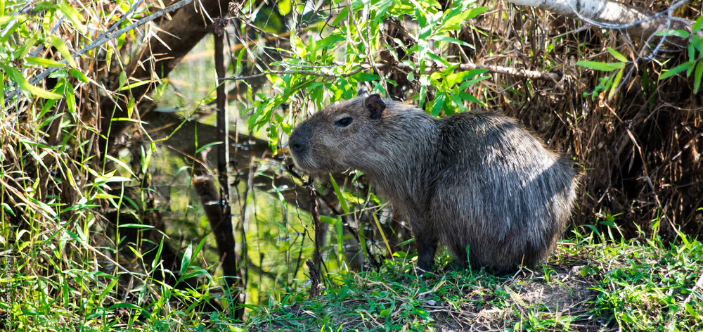 Capybara rongeur dans la forêt amazonienne au brésil Capybara rongeur dans la forêt amazonienne au brésil