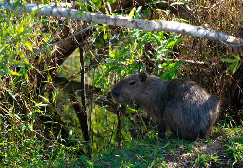 Capybara rongeur dans la forêt amazonienne au brésil   © Alexandre