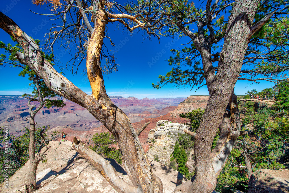 Beautiful trees overlooking Grand Canyon South Rim on a clear sunny day, USA Beautiful trees overlooking Grand Canyon South Rim on a clear sunny day, USA