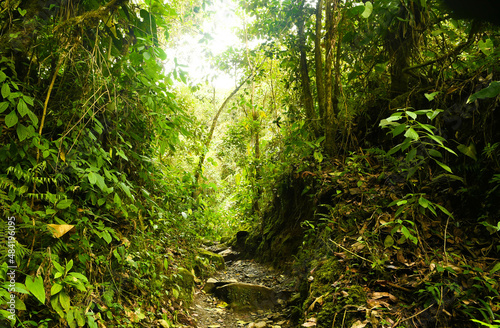 La jungle et for  t avec ses ponts sauvages de la vall  e cocora dans le quindio en colombie
