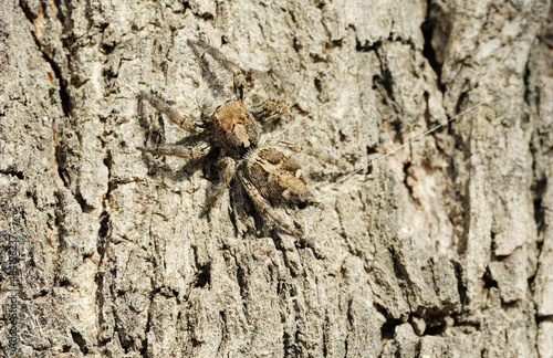 Closeup of the nature of Israel - Salticidae spider on the tree