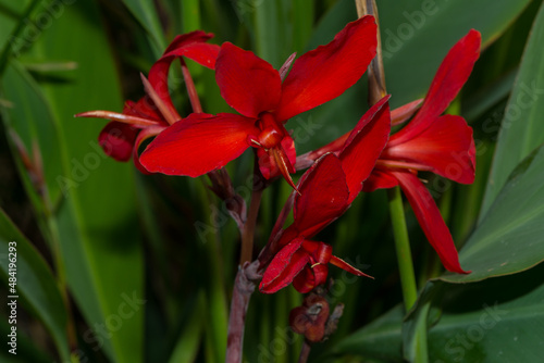 a close up of a red blossom