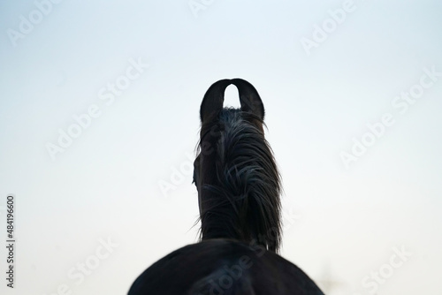 Bild auf Leinwand Portrait of Indian horse breed