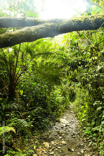 La jungle et forêt avec ses ponts sauvages de la vallée cocora dans le quindio en colombie