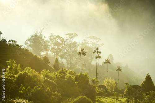 Parc national de la vallée de cocora dans le quindio en colombie avec ses palmiers géants  photo
