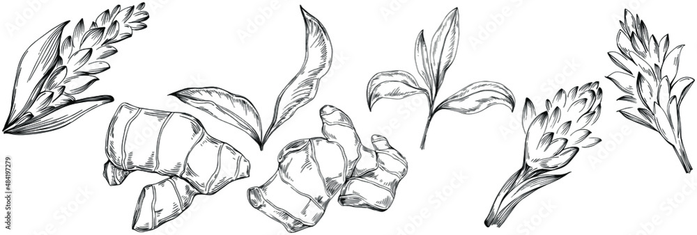 Ginger vector isolated plant with leaves. Herbal engraved style illustration. Detailed organic product sketch.The best for design logo, menu, label, icon, stamp.
