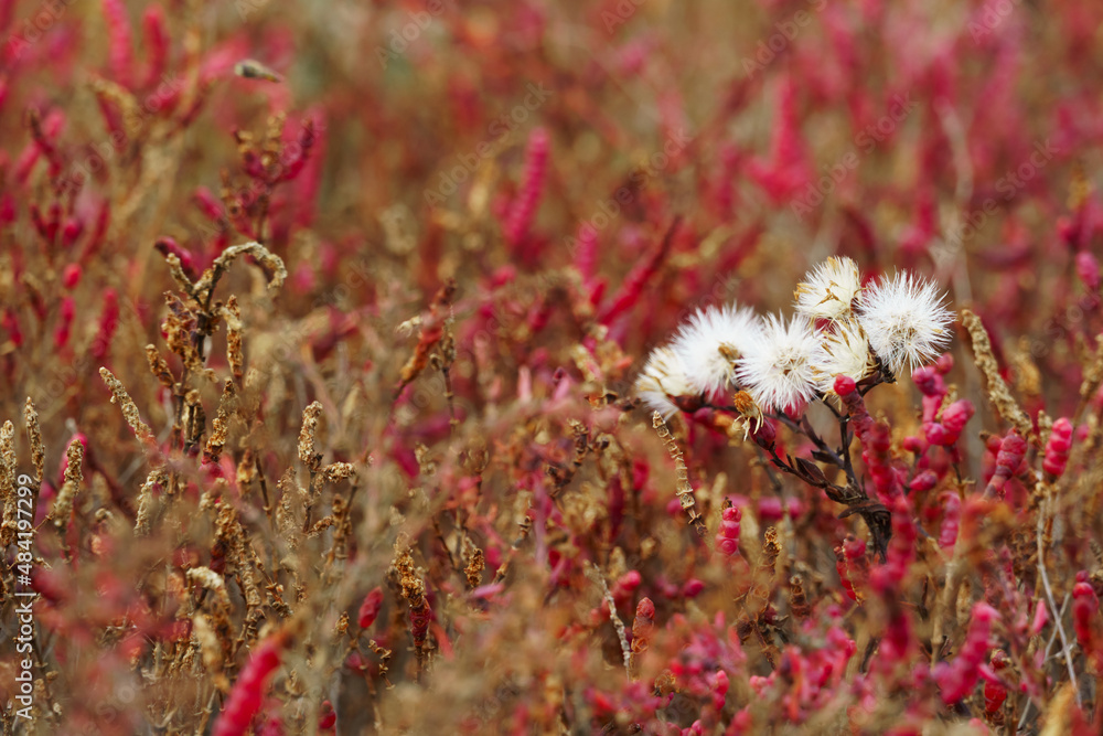wild flowers late autumn landscape, dry grass and plants