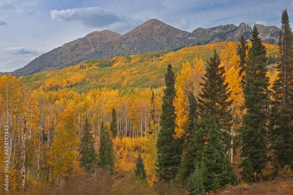 Landscape of autumn aspens (Populus tremuloides) Elk Mountains, Colorado, USA Landscape of autumn aspens (Populus tremuloides) Elk Mountains, Colorado, USA