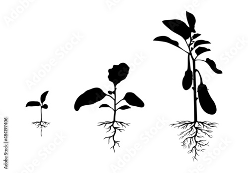 Silhouette eggplant plant with roots set
