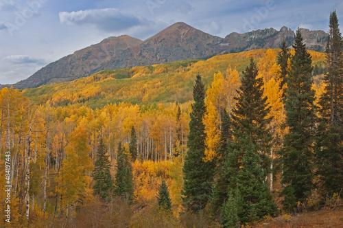 Landscape of autumn aspens (Populus tremuloides) Elk Mountains, Colorado, USA