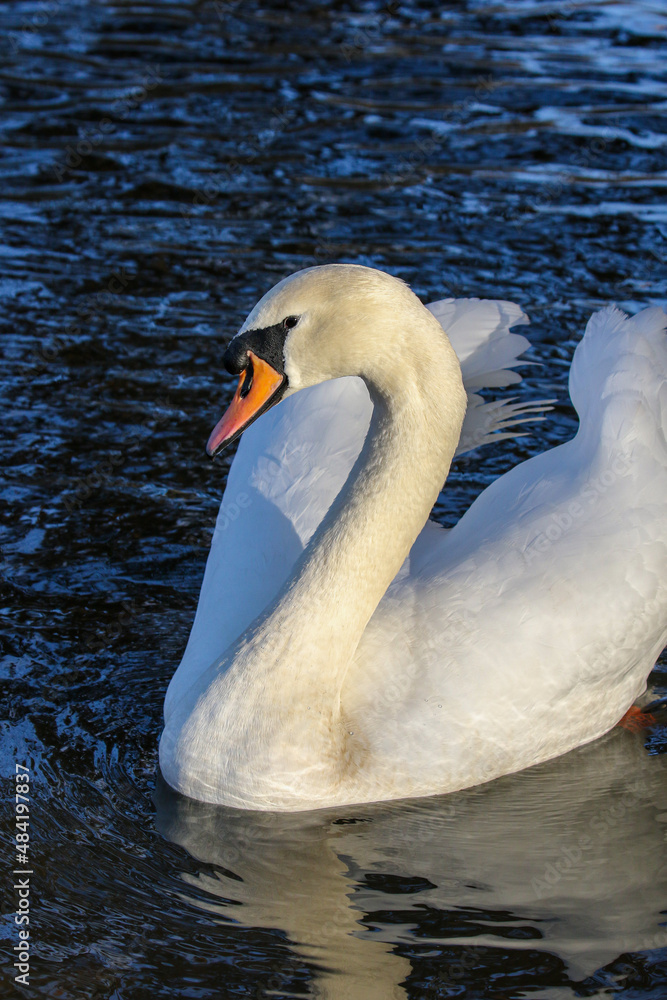 Naklejka premium White Swan, United Kingdom