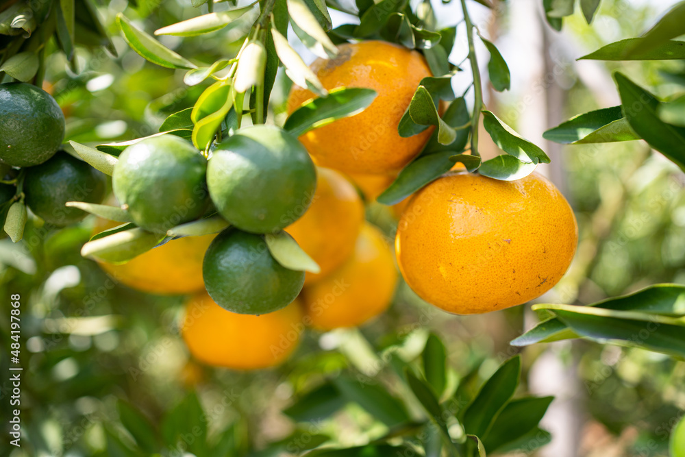 Ripe oranges hanging on branch at tangerine garden Ripe oranges hanging on branch at tangerine garden