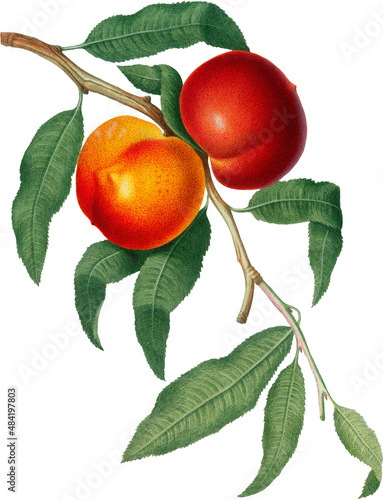 Peach tree branch with red fruits and green leaves, isolated on white background
