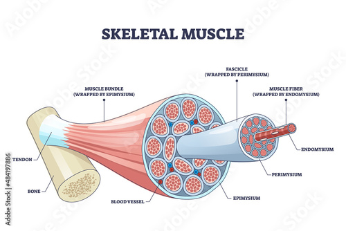 Skeletal muscle structure with anatomical inner layers outline diagram. labeled educational medical muscular section description with fascicle, epimysium, endomysium and fibers vector illustration.